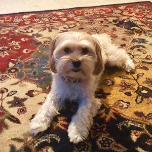 Meet your Posher, Linda